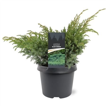 Juniperus Squa Blue Swede