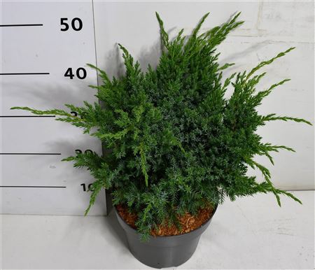 Juniperus Squa Blue Swede