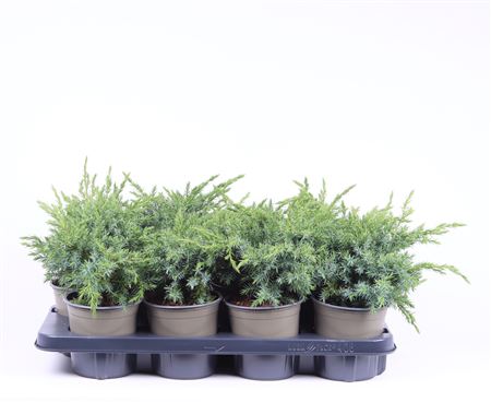 Juniperus Squa Blue Swede