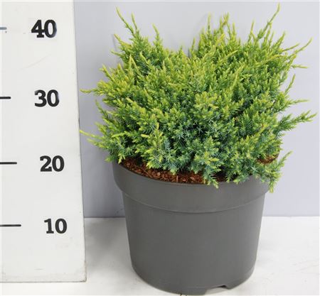 Juniperus Squa Holger