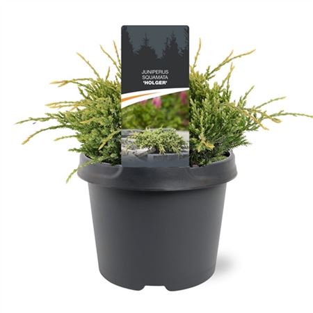 Juniperus Squa Holger