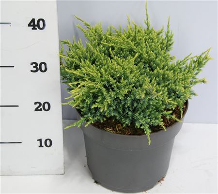 Juniperus Squa Holger