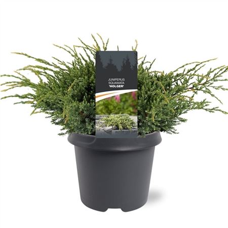 Juniperus Squa Holger
