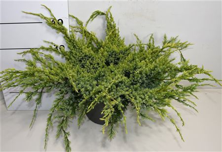 Juniperus Squa Holger