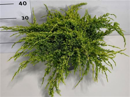 Juniperus Squa Holger