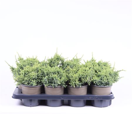 Juniperus Squa Holger