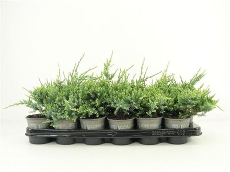 Juniperus Squa Holger