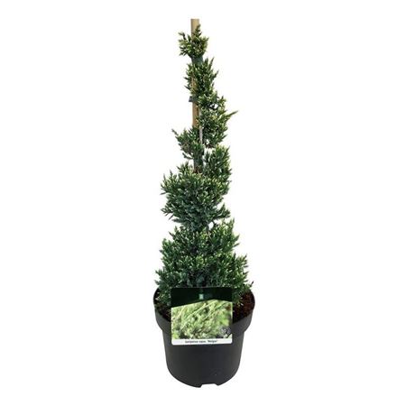 Juniperus Squa Holger