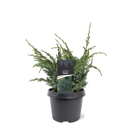 Juniperus Squa Meyeri