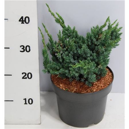 Juniperus Squa Meyeri