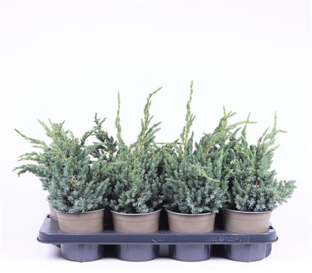 Juniperus Squa Meyeri