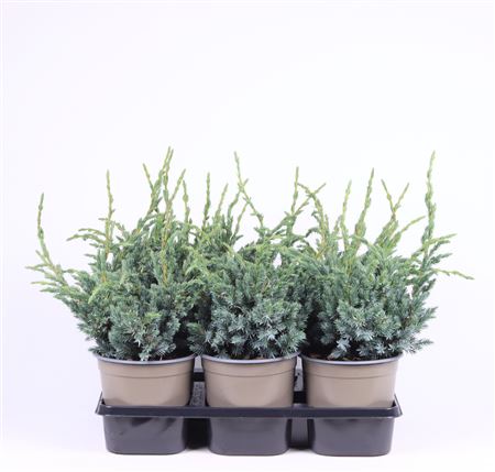 Juniperus Squa Meyeri