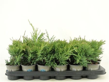 Juniperus Virginiana Hetz