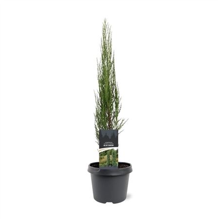 Juniperus Scop Blue Arrow