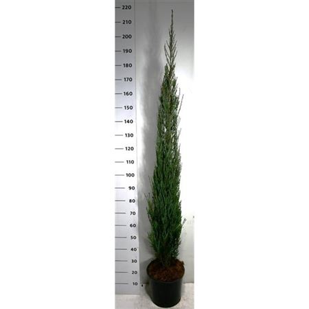 Juniperus Scop Blue Arrow