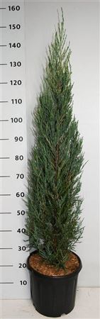 Juniperus Scop Blue Arrow