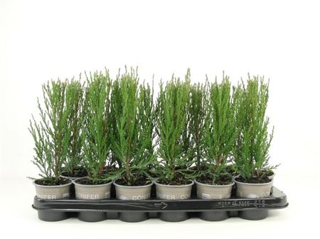 Juniperus Scop Blue Arrow