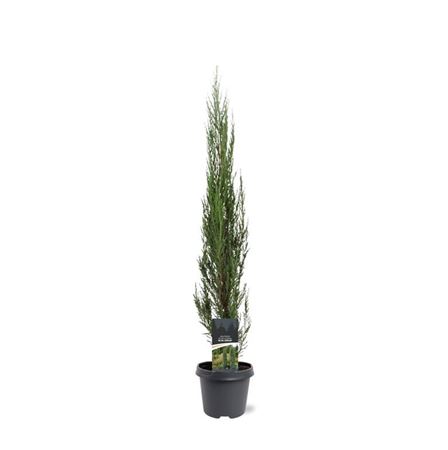 Juniperus Scop Blue Arrow