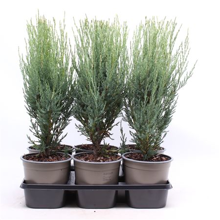 Juniperus Scop Blue Arrow