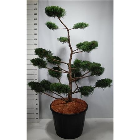 Juniperus Virg Grey Owl