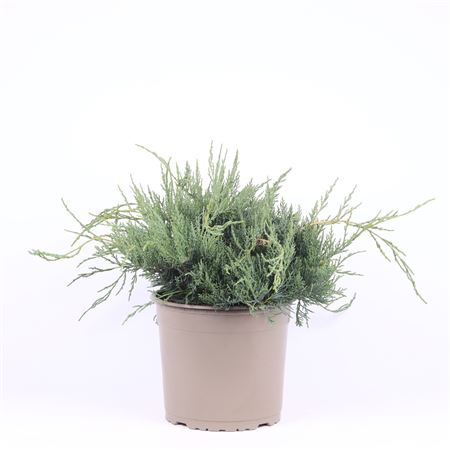 Juniperus Virg Grey Owl
