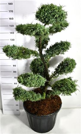 Juniperus Virg Grey Owl