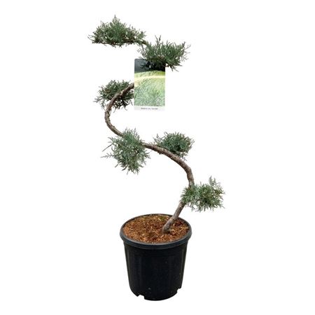 Juniperus Virg Grey Owl