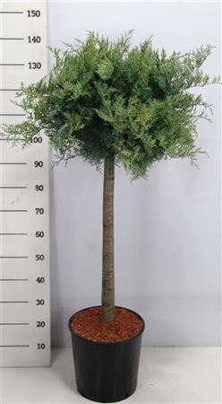 Juniperus Virg Grey Owl On Stem
