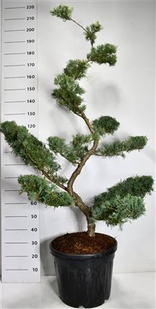 Juniperus Virg Grey Owl