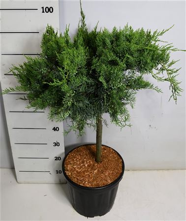 Juniperus Virg Grey Owl On Stem