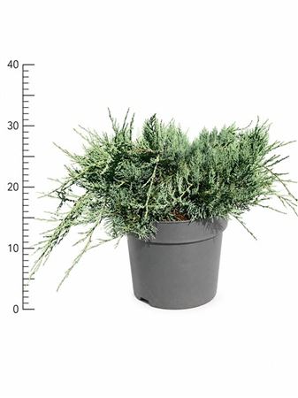 Juniperus Virginiana Grey Owl