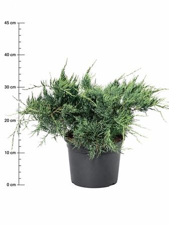 Juniperus Virg Grey Owl
