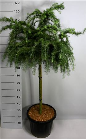 Larix Decidua Little Bogle On Stem