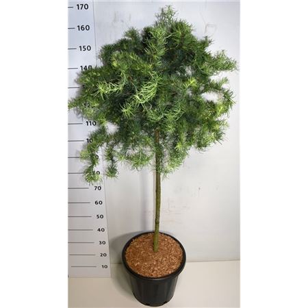 Larix Kaempf Diana On Stem
