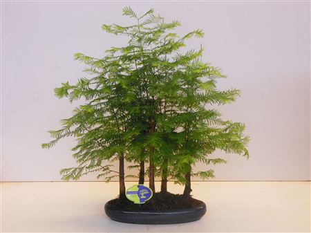Bonsai Metasequoia Glyptostroboides