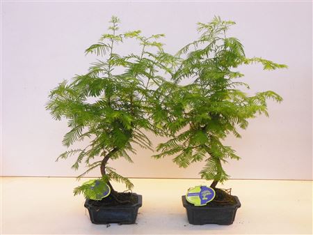 Bonsai Metasequoia Glyptostroboides