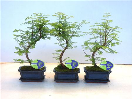 Bonsai Metasequoia Glyptostroboides