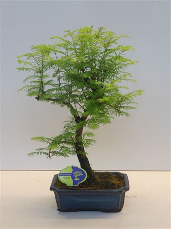 Bonsai Metasequoia Glyptostroboides