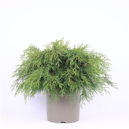 Microbiota Decussata