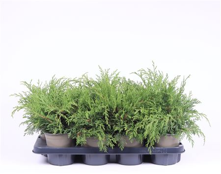 Microbiota Decussata