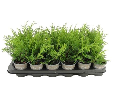 Microbiota Decussata