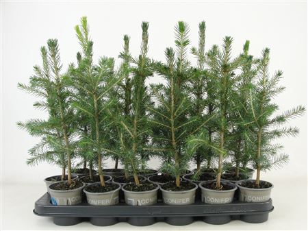 Picea Abies
