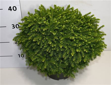 Picea Abies Little Gem