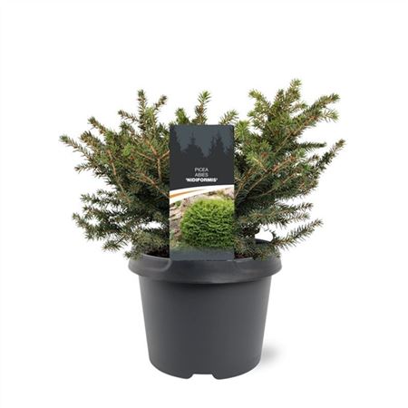 Picea Abies Nidiformis