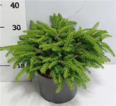 Picea Abies Nidiformis