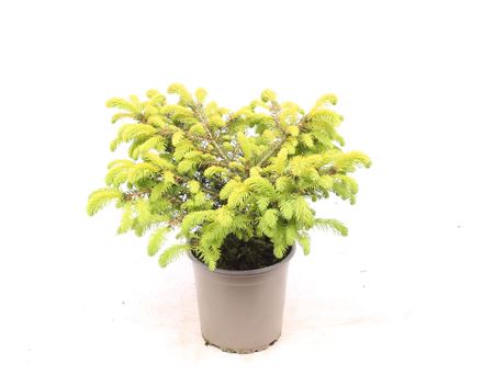 Picea Abies Nidiformis