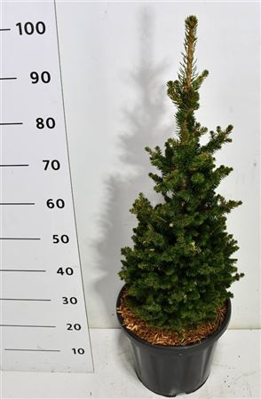 Picea Abies Will's Zwerg