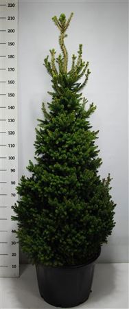 Picea Abies Will's Zwerg