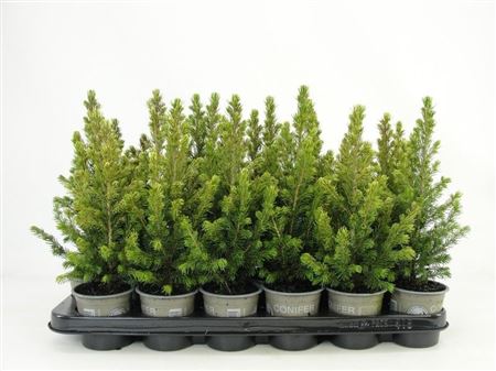 Picea Glauca Rainbow's End