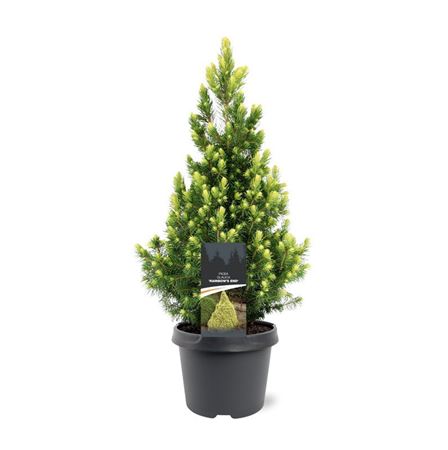 Picea Glauca Rainbow's End